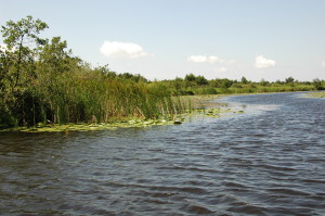 Zeilen in de Weerribben